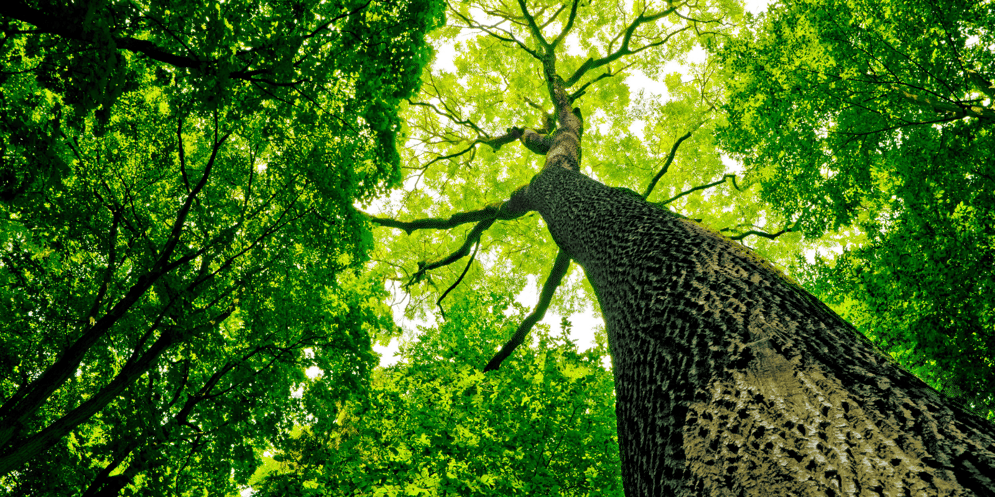 website_esg_environmental-tree