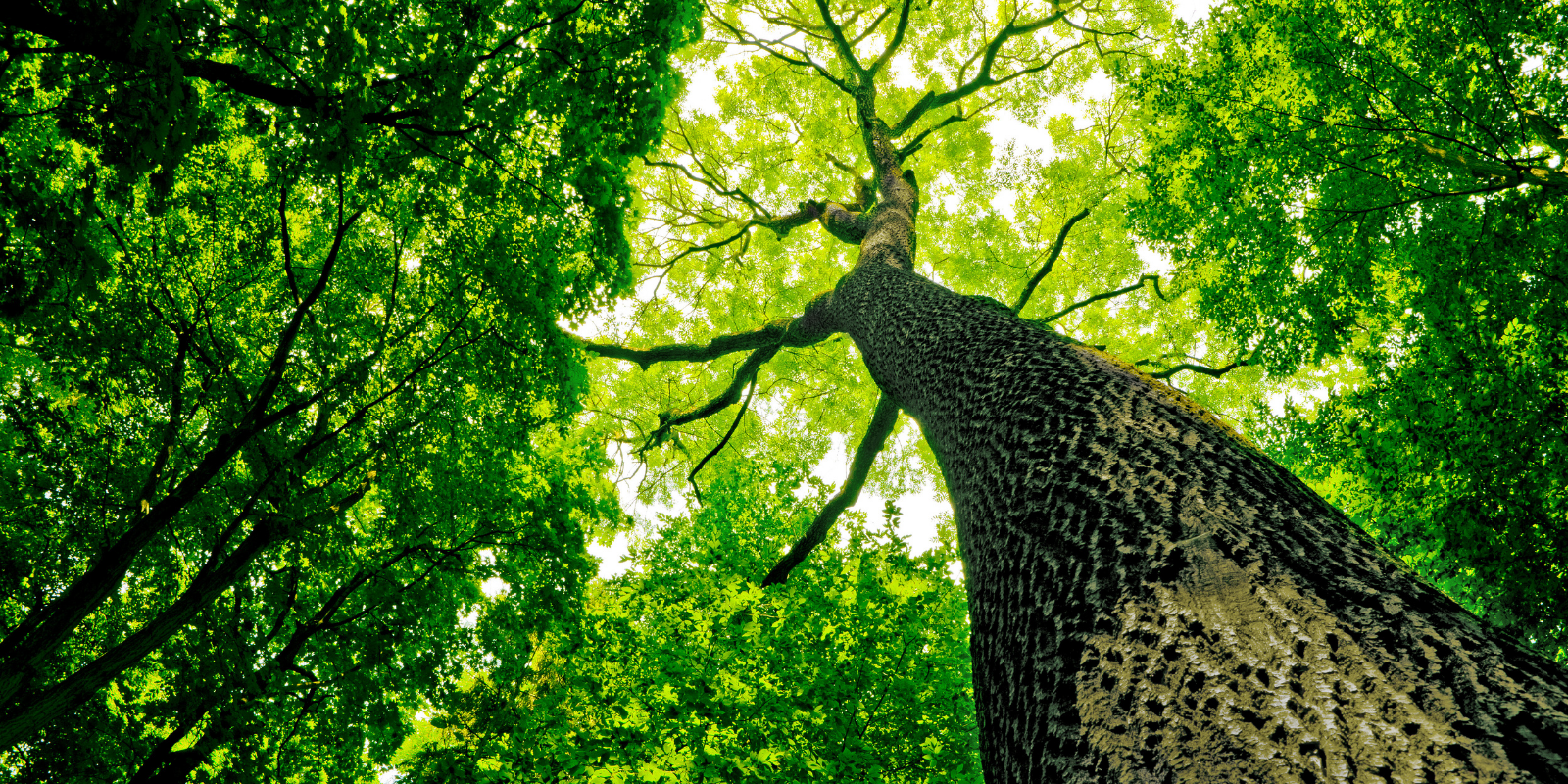 website_esg_umwelt-baum